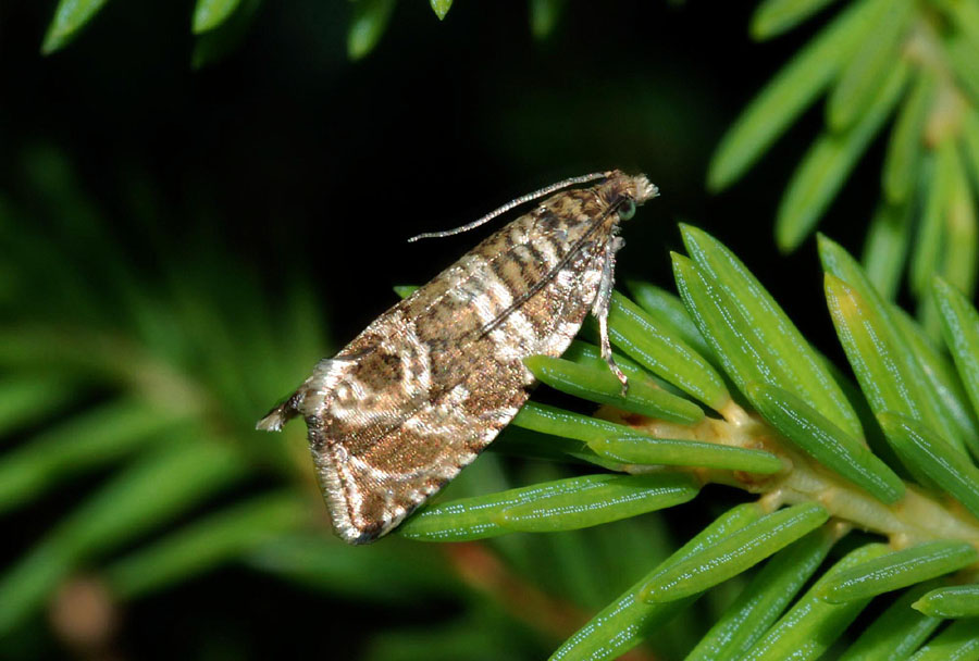 Tortricidae: Celypha cespitana?